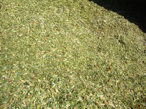 dozered silage